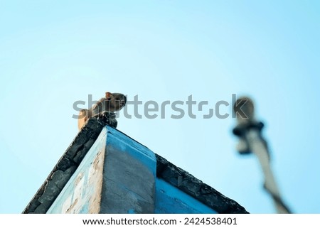 A portrait of sad macaque monkey sitting on a house on a blurred sky background