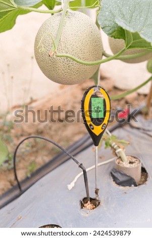 Use soil PH meter for check the PH value of melon farm