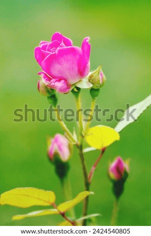 Beautiful pink flower in nature in summer. Close-up

