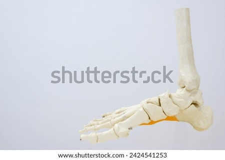 Picture of human foot bones and ankle bones or foot bone model Isolated on white background.