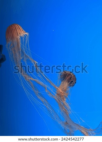 Jelly fish picture from Baltimore Aquarium