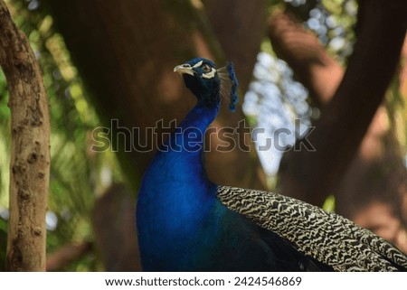 peacock portrait, blue bird, bright bird