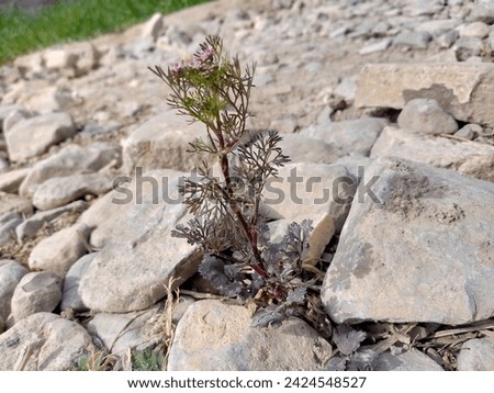 plant picture, Small plant image 