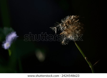Fluffy Dandelion Seeds on dark background, wildflowers in morning light. shallow depth of field.