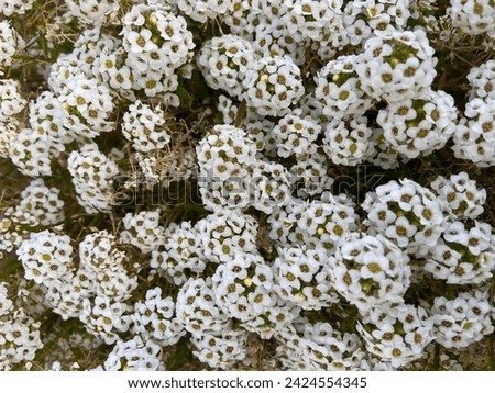 Alyssum maritimum or Lobularia maritima white flowers with scent of honey.Alison blossoming in garden.Floral background.
Selective focus.