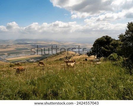 view on a Beit Shean valley from mount Gilboa ,Israel, cows in the mountains. 