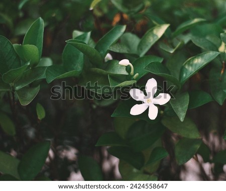 Photo of blossoming tree brunch with white flowers on bokeh green background. Toned with color filter and soft noise to get old camera effect. Soft focus and blurred.