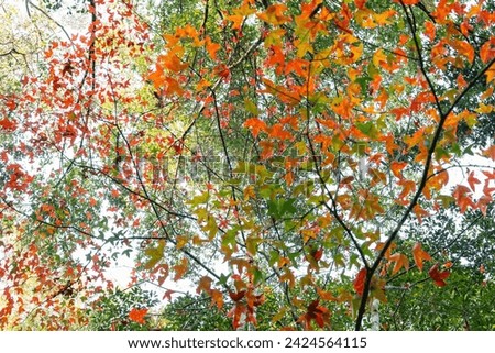 Red mountain beautiful maple tree at phu hin rong kla, phitsanulok, Thailand. Royalty-Free Stock Photo #2424564115
