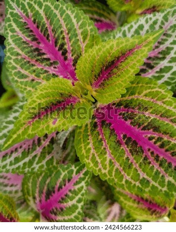 texture of colorful miana or coleus leaves in a garden 