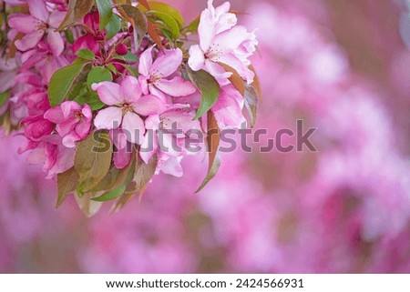 Delicate pink flowers of a decorative apple tree in drops of rain.