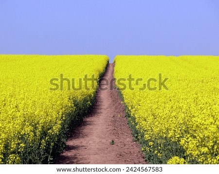 A field of bright yellow oil-seed rape flowers in full bloom.  Path of bare soil leading through the crops up a gentle hill, dividing the field in two.  Late Spring in Lincolnshire, UK.  April 2011. Royalty-Free Stock Photo #2424567583