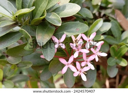 Pink Ixora Flowers: Tropical Beauty Blooms | Vibrant Flowers, West Indian Jasmine, Clustered Blossoms, Star-Shaped Petals, Garden Photography, Exotic Flora, Summer Vibes, High Resolution