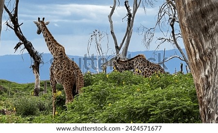 Giraffe Lake Naivasha Kenya Africa