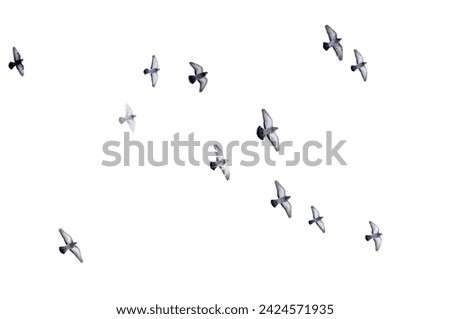Pigeons in flight isolated on a white background.