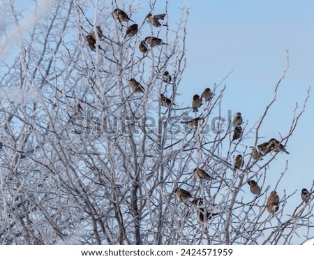 Sparrows on snowy tree branches in winter.