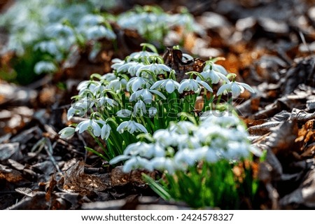 Little first spring flowers of snowdrops bloom outdoors in the spring for the March 8 holiday. Sloseup heap of white snowdrop flowers on forest glade. Royalty-Free Stock Photo #2424578327