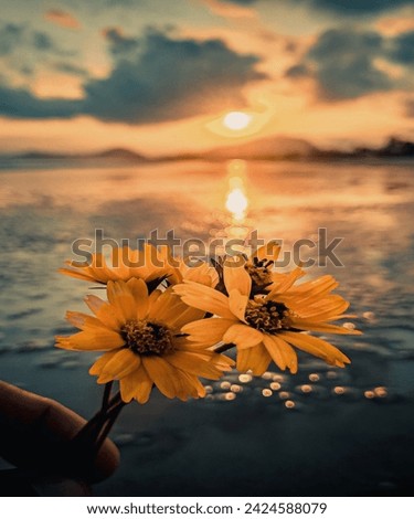 flower photography with sunset view