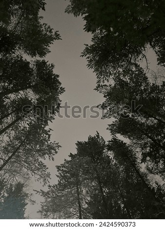 Pine trees against the night sky. Treetops. Evening forest in winter. Pine tree. A coniferous tree. Photo