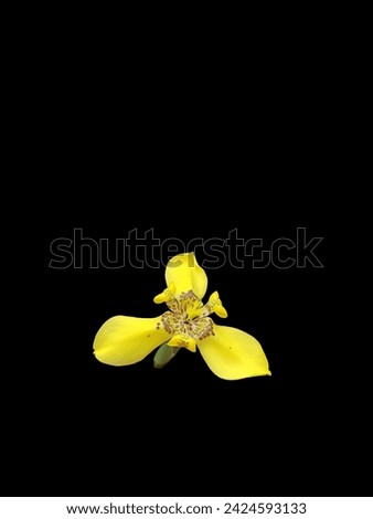 Picture of beautiful yellow flower. 
Irises (Neomarica longifolia; synonym: Trimezia longifolia) have bright yellow flowers with a black pattern in the center (shaped like an orchid flower). 