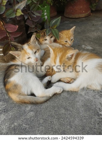 A beautiful picture of kitten family enjoying 