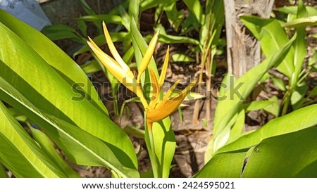 Yellow Heliconia: Tropical Flare in the Garden | Exotic Flower Photography, Vibrant Blooms, Unique Shape, Lush Greenery, Garden Design, Eye-Catching Color, High Resolution