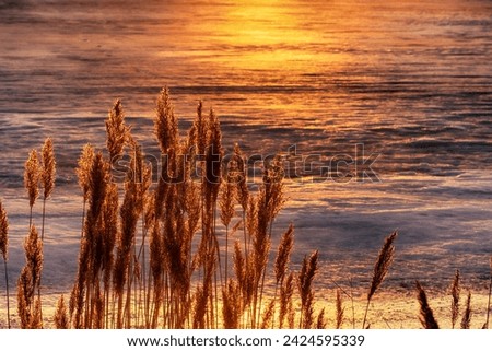 North-eastern European river after frosty winter. Ice began to melt, ice is saturated with meltwater. Morning sun colors ice surface, sunny path. Panicles of reed glow in rays of sun Royalty-Free Stock Photo #2424595339