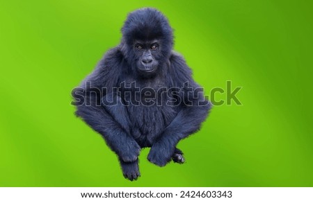 This picture shows the eastern lowland gorilla against a green background.