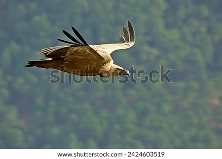 Griffon vulture, in the Cazorla, Segura and Las Villas Natural Park.