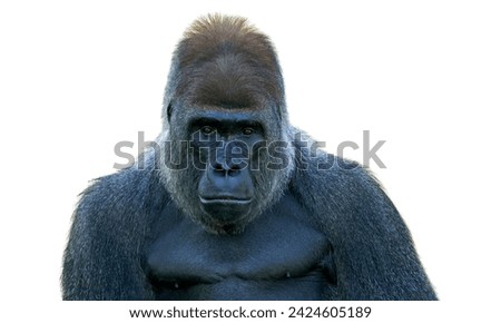 This picture shows the eastern lowland gorilla against a white background.