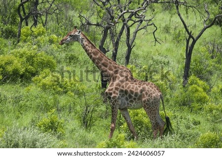 Giraffe (Giraffa camelopardalis) is an African even-toed ungulate mammal, the tallest of all extant land-living animal species, and the largest ruminant. Royalty-Free Stock Photo #2424606057