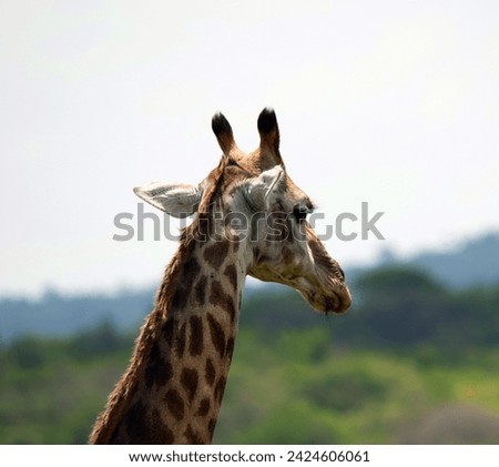 Giraffe (Giraffa camelopardalis) is an African even-toed ungulate mammal, the tallest of all extant land-living animal species, and the largest ruminant. Royalty-Free Stock Photo #2424606061