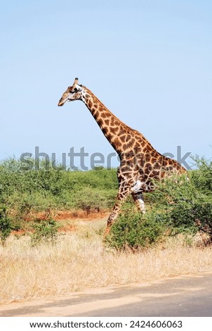 Giraffe (Giraffa camelopardalis) is an African even-toed ungulate mammal, the tallest of all extant land-living animal species, and the largest ruminant. Royalty-Free Stock Photo #2424606063