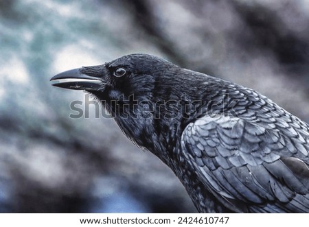A large black bird arrives on the deck                             