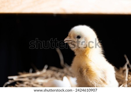 A small yellow broiler chicken sits in a nest of straw on a black background. Agricultural industry