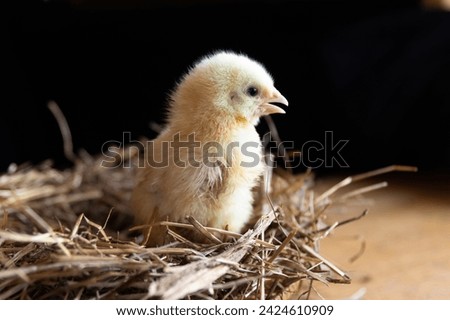 A small yellow broiler chicken sits in a nest of straw on a black background. Agricultural industry