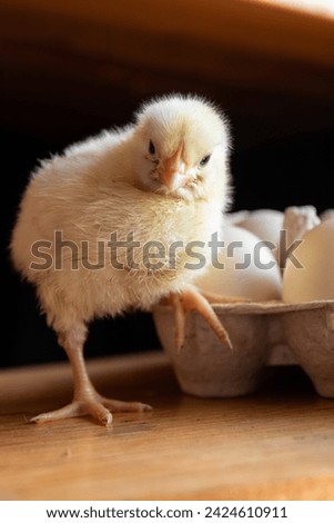 broiler chicken and eggs . Agriculture, village, farm. Wooden background