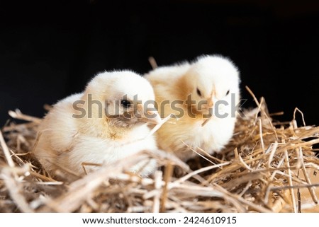 Two small yellow newborn broiler chickens are sitting in a nest of straw on a black background. The concept of agriculture, Easter holiday