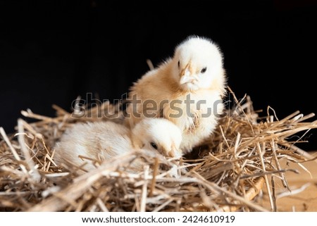 Two small yellow newborn broiler chickens are sitting in a nest of straw on a black background. The concept of agriculture, Easter holiday