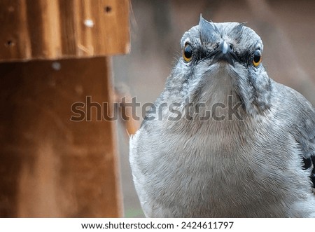 A Northern Mockingbird on the deck                               