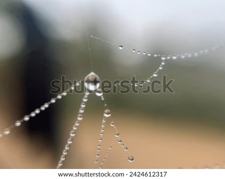 Close up picture fo raindrops on the spider web .