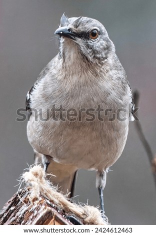A Northern Mockingbird on the deck                               