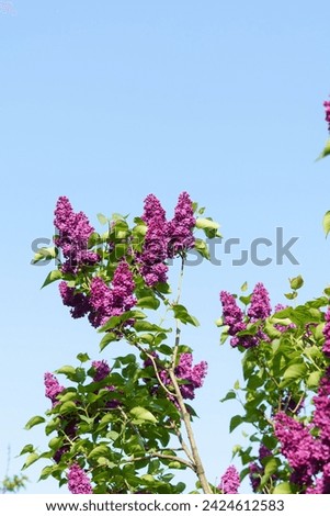 Vertical image of purple lilac flowers on a blue sky background. The concert of the onset of spring, flowering. Image for your design