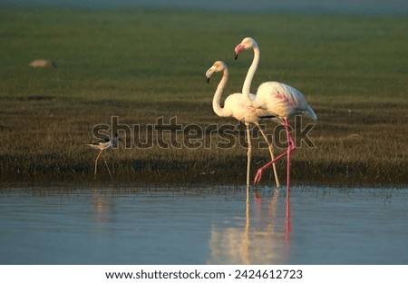 Greater Flamingo gracefully traverses the bank of the serene lake, their slender legs wading through shallow waters as they search for their favourite aquatic delicacies.