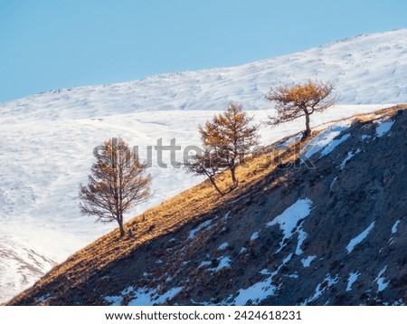 Atmospheric mountain landscape with bare trees. Minimalistic winter mountain landscape with three trees on the background of snowy mountains. Bare trees in snow slope.