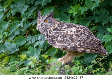 Eagle owl  (Bubo bubo) perched close-up