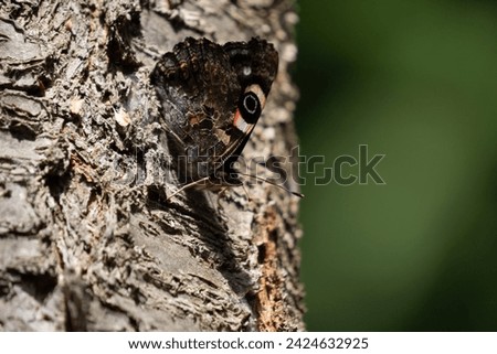 New Zealand red admiral butterfly (Vanessa gonerilla) closed wings showing the eye pattern on wing, resting on native southern beech tree (Nothofagus). It is endemic to Aotearoa NZ.  Royalty-Free Stock Photo #2424632925