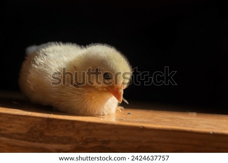 A small newborn yellow broiler chicken on a black background. Agricultural industry