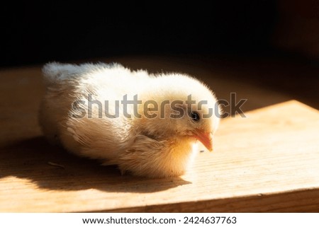 A small newborn yellow broiler chicken on a black background. Agricultural industry
