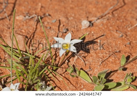 Romulea is a genus in the Iridaceae family of about 90 species that is found both in South Africa's Western- and Northern Cape Provinces  and in Southern Europe Royalty-Free Stock Photo #2424641747