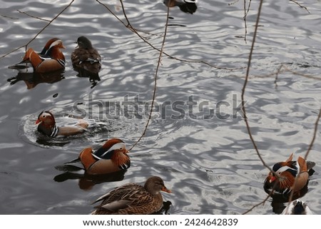 Some, in Sweden, very unusual Mandarin ducks and some usual ducks eat breadcrumbs that friendly people give them. It's winter and food is scarce for the birds, among others. Nice colors. GoranOfSweden